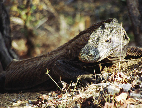 komodo - komodo dragon.jpg